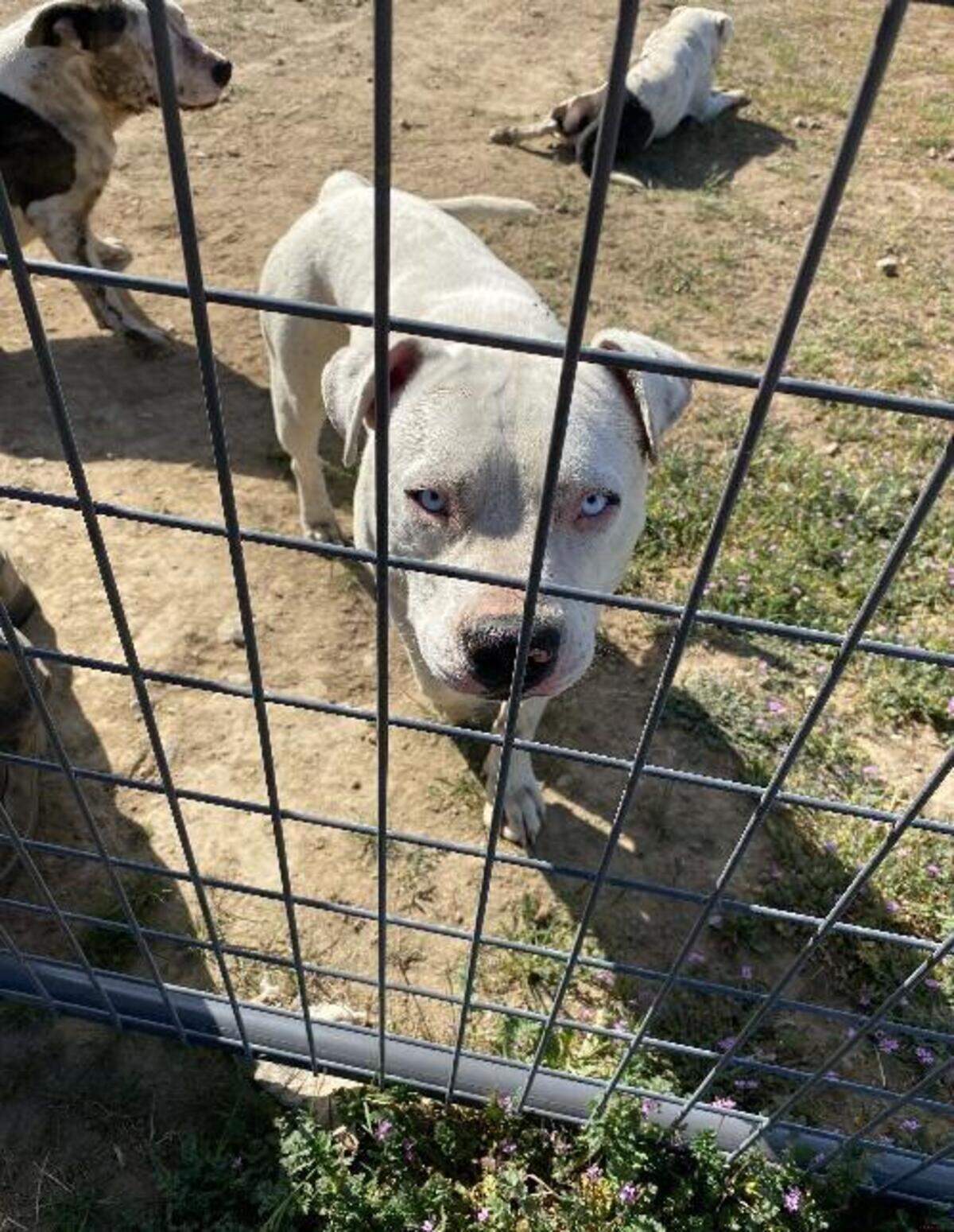 Prosser neighbors complained about aggressive pit bulls for years